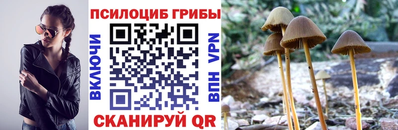 Купить где  Зеленоградск  Псилоцибиновые грибы GOLDEN TEACHER 